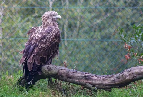 捕食鸟，Cc0，鹰，高分辨率，狩猎，哺乳动物，股票照片，野生