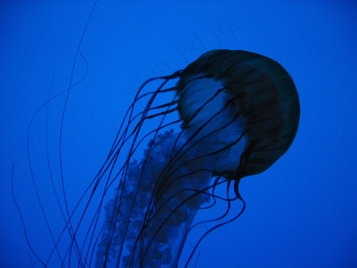 水族馆，背景，蓝色，生物，浮动，水母，海洋，性质，海洋，海，剪影，sting，游泳，触手，水下，水