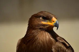 鸟，鸟，鹰，鹰，猎物