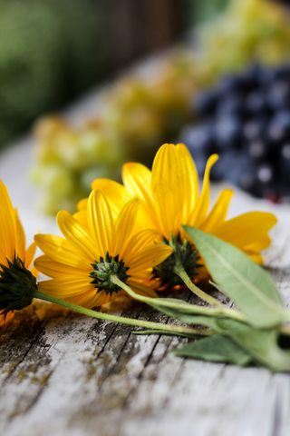 绽放，梅花，多彩，农场，鲜花，新鲜，水果，收获，自然，有机，植物，成熟，乡村，季节性，夏季，表，纹理，木纹