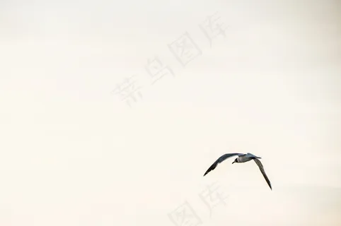 鸟，鸟，飞，天空