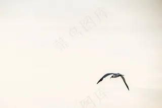 鸟，鸟，飞，天空