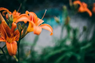 背景，梅花，植物学，特写，颜色，花，花圃，新鲜，绿色，头，叶，多彩色，户外，花瓣，植物，季节，春天，夏季，黄色