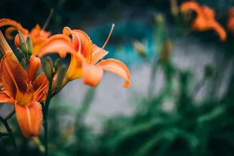 背景,梅花,植物学,特写,颜色,花,花圃,新鲜,绿色,头,叶,多彩色,户外,花瓣,植物,季节,春天,夏季,黄色 背景,梅花,植物学,特写,颜色,花,花圃,新鲜,绿色,头,叶,多彩色,户外,花瓣,植物,季节,春天,夏季,黄色