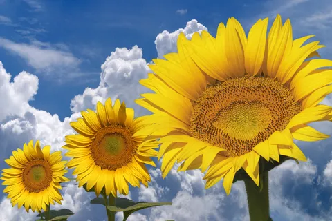 花,花 花,花