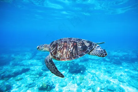 海洋,海洋,野生 海洋,海洋,野生