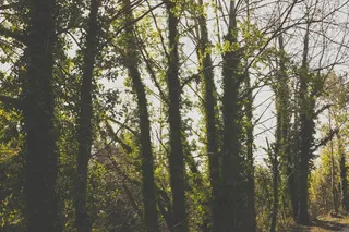 Cc0，森林，绿色，高分辨率，股票照片，树木，木材