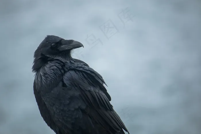 鸟，特写，黑暗，羽毛，阴沉，喜怒无常，自然，乌鸦，野生动物