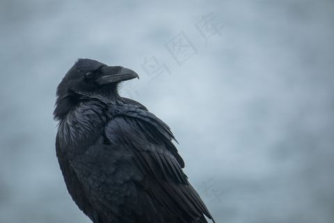 鸟，特写，黑暗，羽毛，阴沉，喜怒无常，自然，乌鸦，野生动物