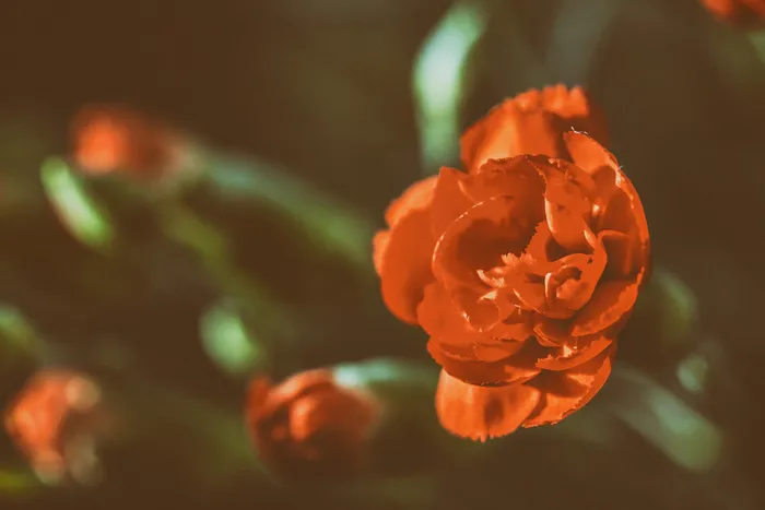 花，花，爱，玫瑰，玫瑰，华伦泰，野生
