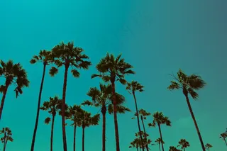 蓝蓝的天空，加利福尼亚州，洛杉矶，棕榈，夏季，太阳，树木，美国，葡萄酒