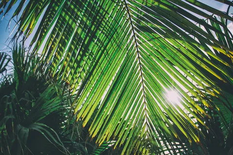古巴,假日,夏季,假期 古巴,假日,夏季,假期