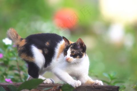 猫,Cc0,猫科动物,花园,高分辨率,小猫,宠物,股票照片,壁纸 猫,Cc0,猫科动物,花园,高分辨率,小猫,宠物,股票照片,壁纸