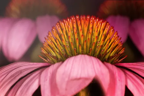花,花 花,花