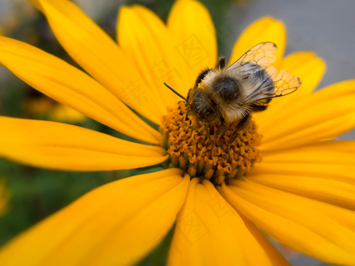 绽放，梅花，植物学，新鲜，花园，蜂巢，自然，有机，户外，植物，花粉，翅膀，黄色