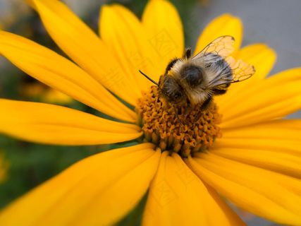 绽放，梅花，植物学，新鲜，花园，蜂巢，自然，有机，户外，植物，花粉，翅膀，黄色