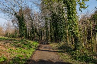 Cc0，森林，草，绿色，高分辨率，远足，路径，春天，股票照片，树木，步行