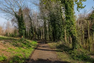 Cc0，森林，草，绿色，高分辨率，远足，路径，春天，股票照片，树木，步行