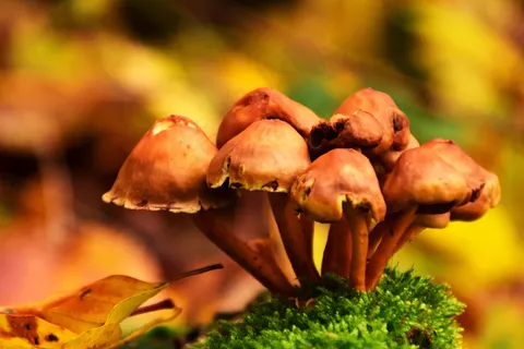 秋季,库克,秋天,真菌,成长,蘑菇,植物,野生 秋季,库克,秋天,真菌,成长,蘑菇,植物,野生