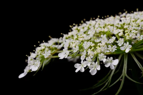 黑色背景,水华,梅花,植物学,花束,副本空间,鲜花,新鲜,花园,收获,高清壁纸,隔离,自然,有机,漂亮,白 黑色背景,水华,梅花,植物学,花束,副本空间,鲜花,新鲜,花园,收获,高清壁纸,隔离,自然,有机,漂亮,白