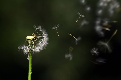 花,花,植物,野生 花,花,植物,野生