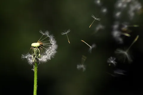 花,花,植物,野生 花,花,植物,野生