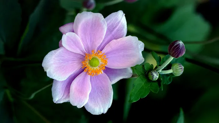 盛开，梅花，植物学，植物区系，花卉，新鲜，花园，宏，花瓣，植物，春天