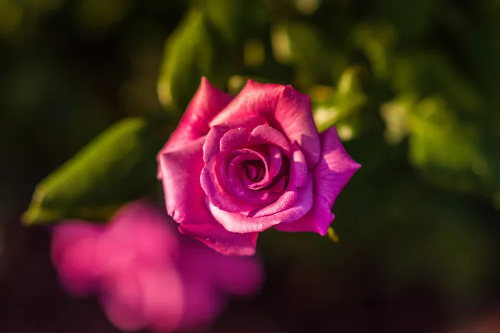 花，花，玫瑰，玫瑰