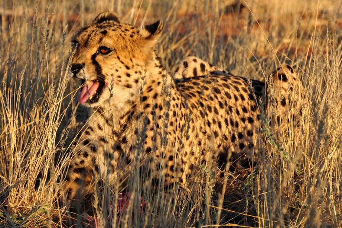 非洲，猫，野生动物园，野生，野生动物