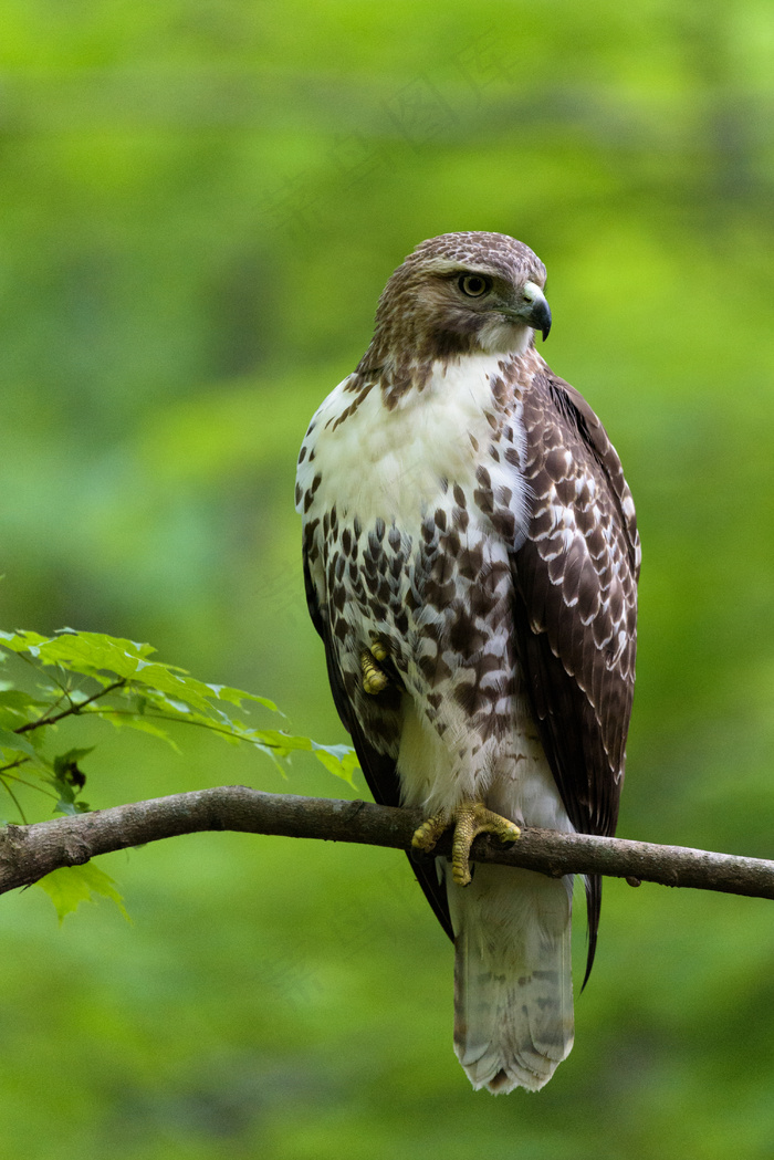 鸟飞，散景，羽毛，鹰，性质，鲈鱼，捕食者，树，野生，野生动物，翅膀