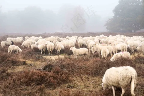 农场,农夫,农业,薄雾,早晨,绵羊,天气 农场,农夫,农业,薄雾,早晨,绵羊,天气