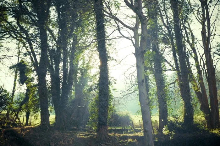 Cc0，都柏林，绿色，高分辨率，爱尔兰，行，股票照片，树