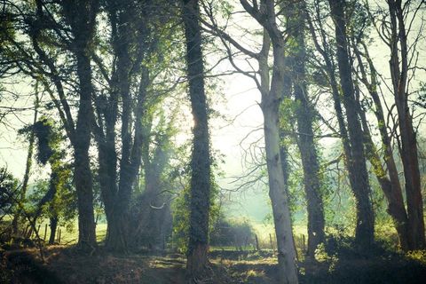 Cc0，都柏林，绿色，高分辨率，爱尔兰，行，股票照片，树