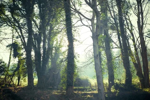 Cc0，都柏林，绿色，高分辨率，爱尔兰，行，股票照片，树