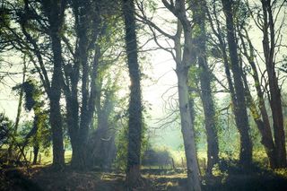 Cc0，都柏林，绿色，高分辨率，爱尔兰，行，股票照片，树