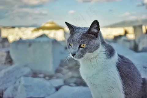 猫，猫，眼睛，灰色，看，宠物，宠物，皮尔斯，手表