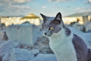 猫，猫，眼睛，灰色，看，宠物，宠物，皮尔斯，手表