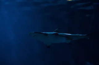 鱼，海洋，捕食者，海，鲨鱼