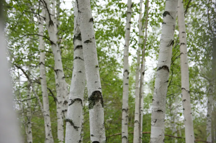 树皮，桦木，叶子，森林，叶子，树木