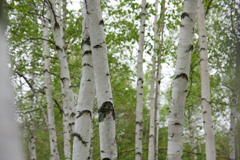 树皮，桦木，叶子，森林，叶子，树木