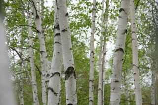 树皮，桦木，叶子，森林，叶子，树木