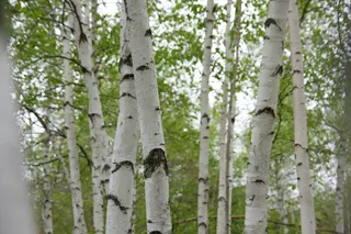 树皮，桦木，叶子，森林，叶子，树木