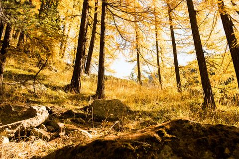 阿尔卑斯山，秋天，平静，森林，山，河，天空，树木