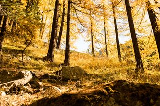 阿尔卑斯山，秋天，平静，森林，山，河，天空，树木