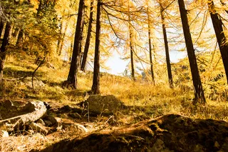 阿尔卑斯山，秋天，平静，森林，山，河，天空，树木