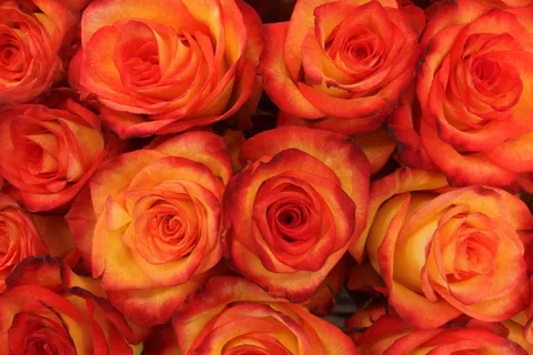 花,花,玫瑰,玫瑰 花,花,玫瑰,玫瑰