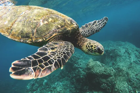 假期,海洋,海洋,度假,水 假期,海洋,海洋,度假,水