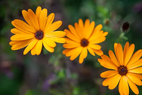 花,花 花,花