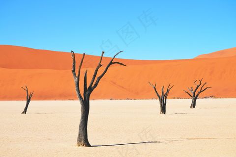非洲，非洲，对比，死，沙漠，沙，树