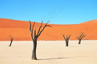 非洲，非洲，对比，死，沙漠，沙，树